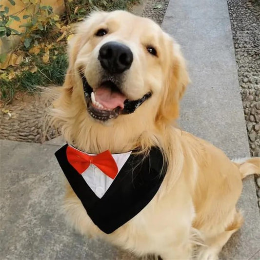 Golden Retriever souriant à l'extérieur portant un bandana chien smoking noir et nœud rouge.