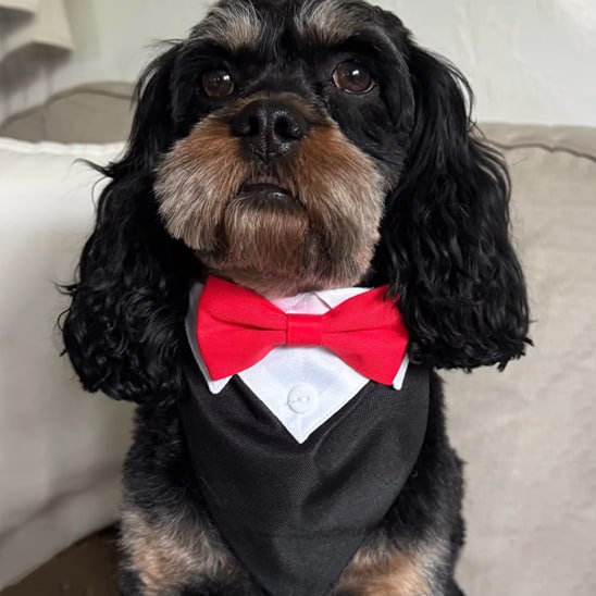 Chien Cocker noir et feu portant un bandana chien smoking noir avec un nœud papillon rouge vif.