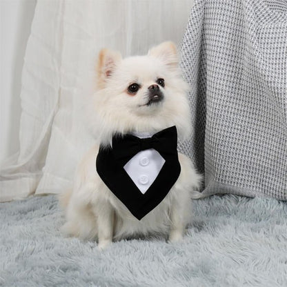 Petit Spitz poméranien blanc portant un bandana chien smoking noir avec deux boutons blancs.