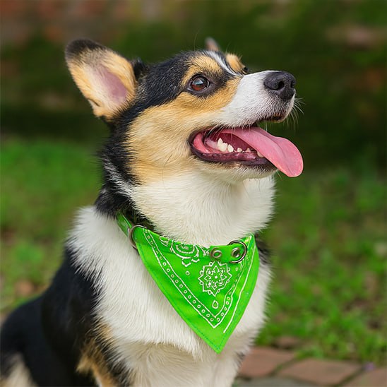 Chien Corgi tricolore souriant avec un bandana chien vert fluo à motifs paisley.