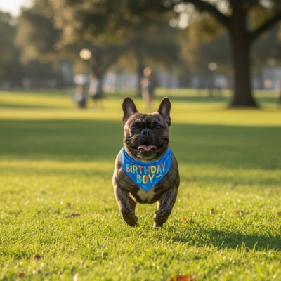 Bouledogue français courant dans l'herbe avec son bandana pour chien bleu "Birthday Boy".