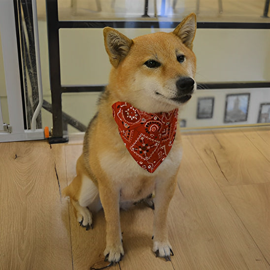 Un chien marron portant le bandana pour chuen assis au salon