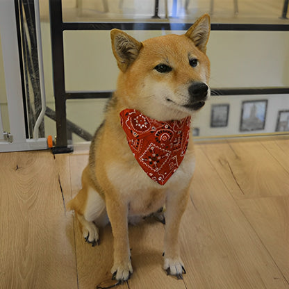 Un chien marron portant le bandana pour chuen assis au salon