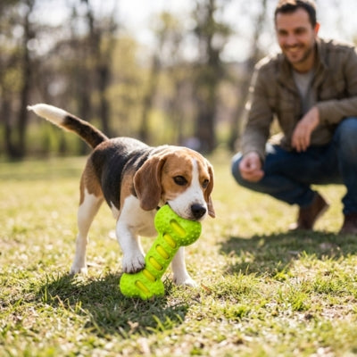 Chien Beagle jouant avec un jouet chien kong po vert sur l'herbe devant un homme accroupie 