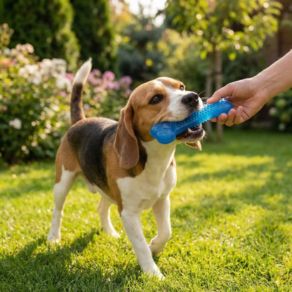 Beagle attrapant un jouet chien indestructible bleu en forme d'os tenu par une main dans l'herbe.