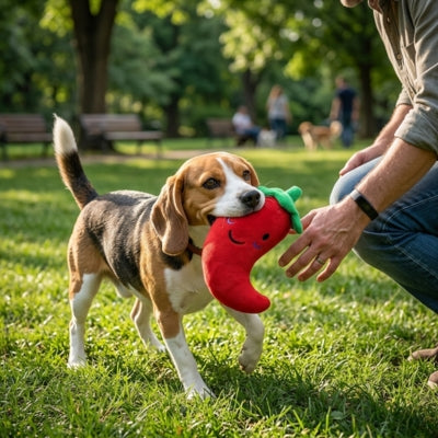 Chien Beagle au parc tenant un jouet chien en forme de piment rouge dans sa gueule.