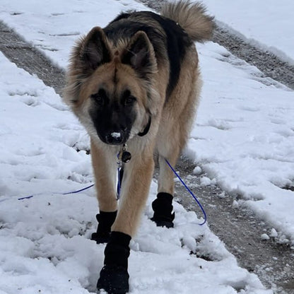 Berger allemand marchant de face dans la neige avec une chaussure chien noire.