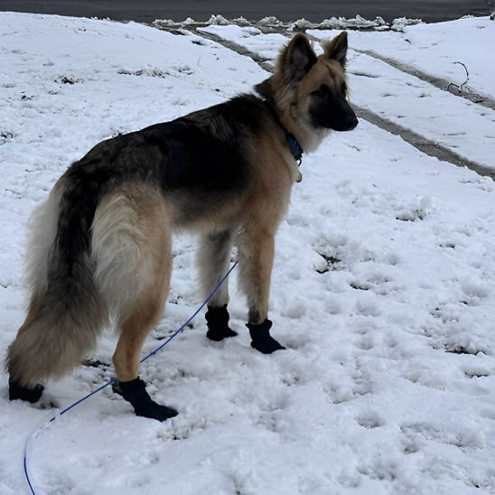 Berger allemand marchant de face dans la neige avec une chaussure chien noire.