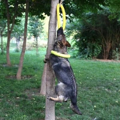 Berger allemand grimpant à un arbre pour attraper un jouet chien anneau