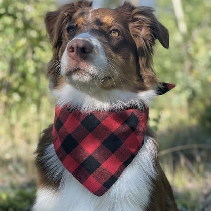 Berger Australien portant un bandana chien à carreaux rouges et noirs en forêt.