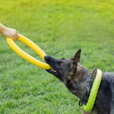 Berger malinois jouant au tir à la corde avec un jouet chien anneau jaune.