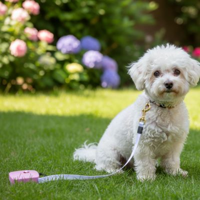 Bichon Frisé blanc et fleurs mauves avec une longe pour petit chien rose