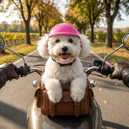 Bichon frisé avec un casque moto pour chien rose, dans un sacoche en cuir sur une moto.