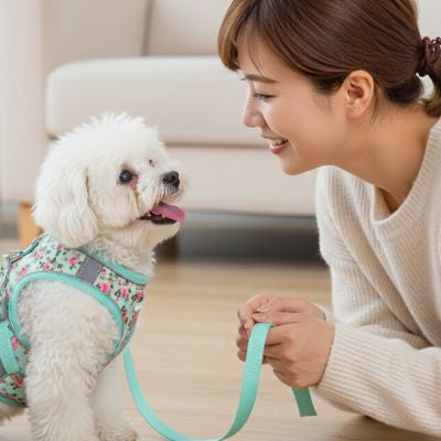 Femme face à un Bichon Frisé portant un harnais chien bleu turquoise à fleurs roses.