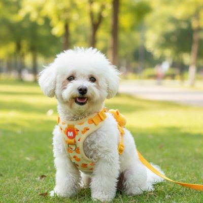 Bichon Frisé assis dans l'herbe portant un harnais chien jaune à motifs de petits canards.