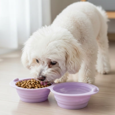 Bichon frisé blanc mangeant des croquettes dans une gamelle pour chien double violette.