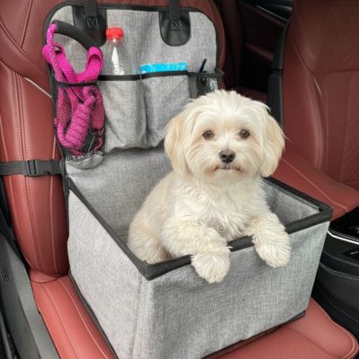 Chien de type Bichon Maltais blanc installé dans un siege auto pour chien sur siège cuir rouge.