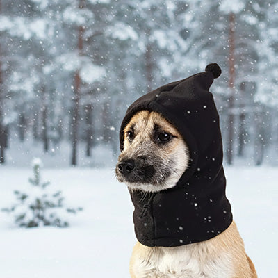 Petit chien portant un bonnet chien noir de type cagoule dans une forêt enneigée.