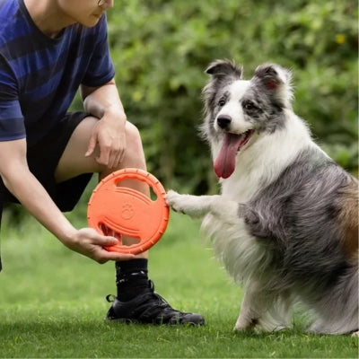 Un Border Collie gris et blanc pose sa patte sur un jouet pour chien orange tenu par un homme.
