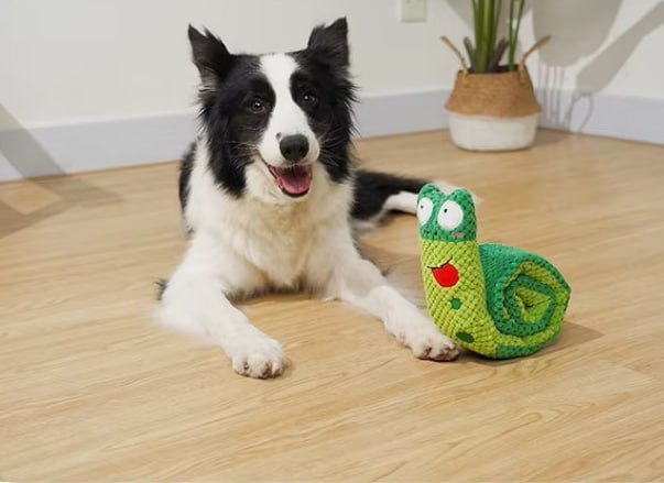 Border Collie couché sur le parquet à côté de sa peluche pour chiens escargot.