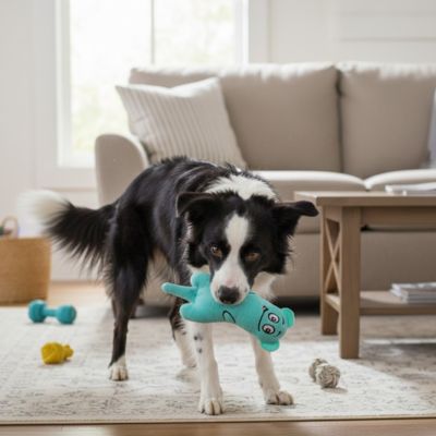 Border Collie debout dans un salon tenant un jouet pour chien bleu turquoise dans sa gueule.
