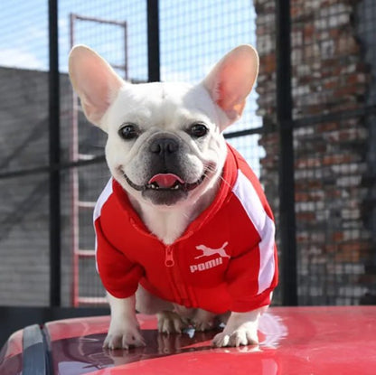 Bouledogue français blanc souriant portant un vetement pour chien rouge