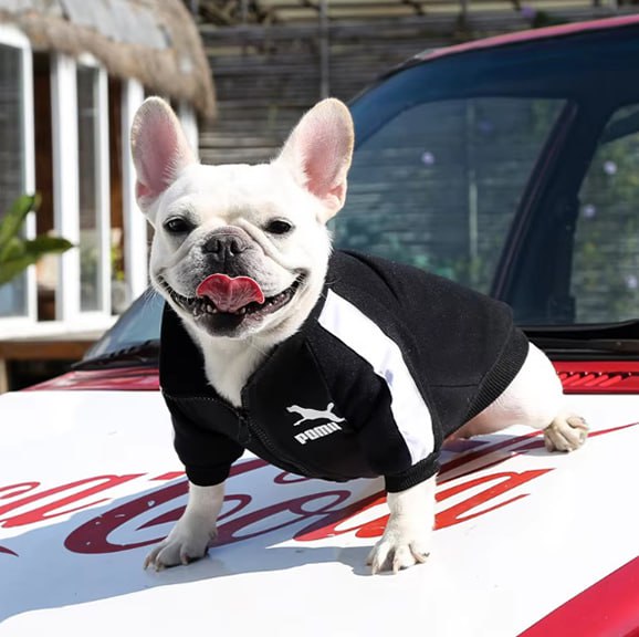 Bouledogue français blanc portant un vetement pour chien : sweat noir zippé