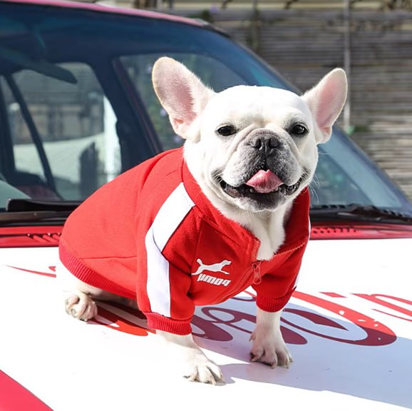 vetement-pour-chien-03	Profil d'un bouledogue français blanc avec vetement pour chien rouge Pomii