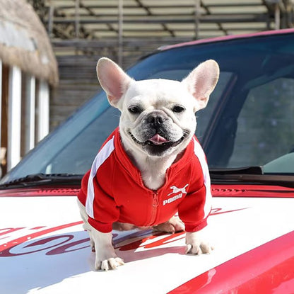 Bouledogue français blanc en vetement pour chien : sweat rouge zippé Pomii