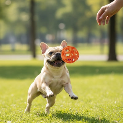 Bouledogue français bondissant pour attraper une balle pour chien orange lancée à la main.