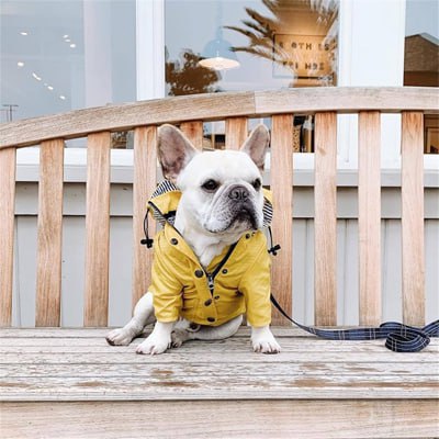 Bouledogue français en imperméable pour chien jaune, assis sur un banc en bois.