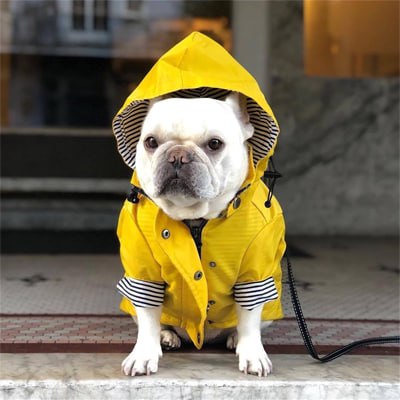 Bouledogue français avec capuche de l'imperméable pour chien jaune sur la tête.
