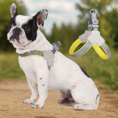 Bouledogue français en nature équipé d'un harnais pour chien gris avec doublure jaune vif.