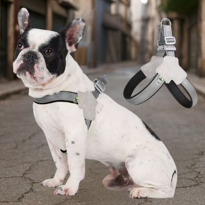Bouledogue français assis en extérieur avec un harnais pour chien gris et noir réfléchissant.
