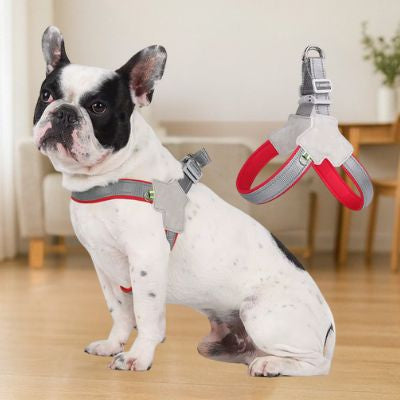 Bouledogue français blanc et noir portant un harnais pour chien gris avec liseré rouge.