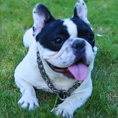 Joyeux Bouledogue français noir et blanc allongé dans l'herbe, équipé d'un collier etrangleur chien en acier inoxydable brillant.