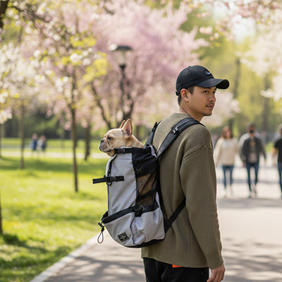 Bouledogue français dans un sac a dos chien gris porté par un homme dans un parc fleuri.