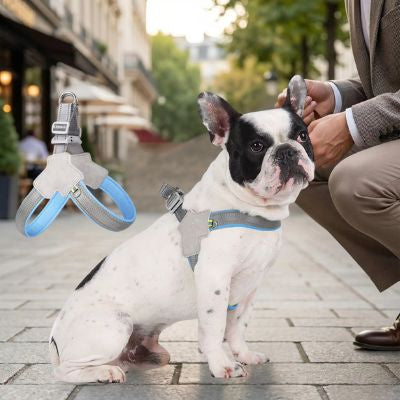 Homme à côté d'un Bouledogue français portant un harnais pour chien gris et bleu ciel en ville.