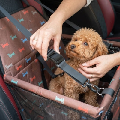 Une main ajuste la ceinture de sécurité d'un Caniche dans son siege auto pour chien.