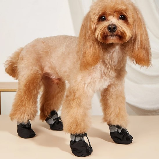 Caniche beige debout portant des chaussures pour chien noires avec bandes réfléchissantes.