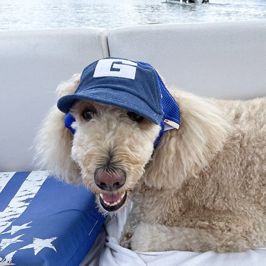 Caniche blanc portant une des casquettes pour chiens bleue avec un patch blanc lettre G.