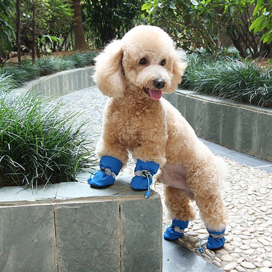 Caniche abricot debout sur un muret avec des chaussures pour chien bleues et cordons.