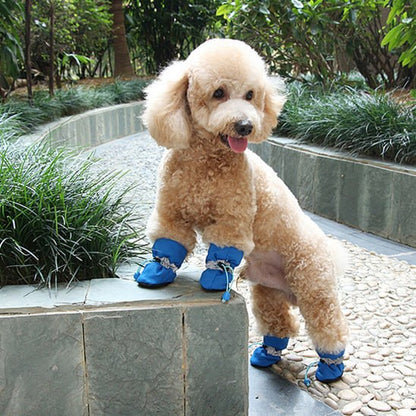 Caniche abricot debout sur un muret avec des chaussures pour chien bleues et cordons.