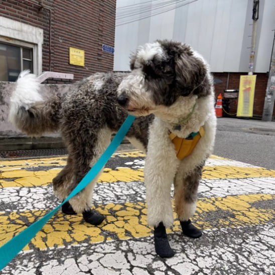 Grand caniche bicolore marchant en ville avec sa chaussure chien et une laisse bleue.