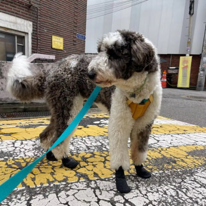 Grand caniche bicolore marchant en ville avec sa chaussure chien et une laisse bleue.
