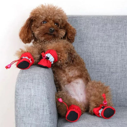 Caniche marron assis sur un canapé gris avec des chaussures pour chien rouges.