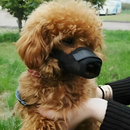Caniche marron portant une muselière anti aboiement noire en tissu ajustable, vue de profil.