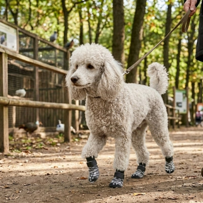 Grand Caniche royal marchant en forêt avec des chaussettes pour chien rayées et renforcées.