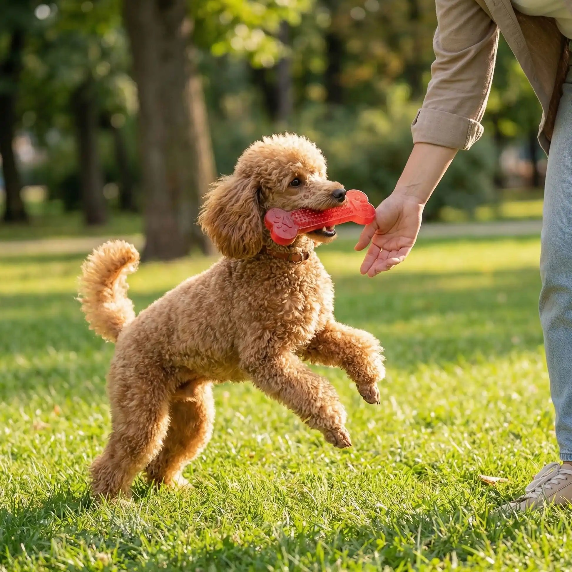 Caniche royal marron sautant pour attraper un jouet chien indestructible rouge dans un parc.