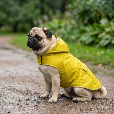 Carlin assis sur un chemin humide portant un imperméable pour chien jaune.